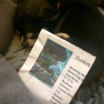 Chihuahua with Dunkirk film ticket