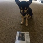 Chihuahua with Cinema Ticket for Mother!