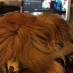 Chihuahua watching Netflix