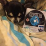 Chihuahua with Rental copy of Patriots Day
