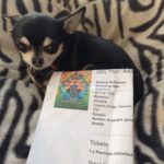 Chihuahua with our ticket to see Thor: Ragnarok