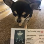 Chihuahua with Cinema ticket