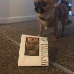 Chihuahua with Jumanji cinema ticket