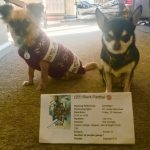 Chihuahua sisters with ticket to see Black Panther