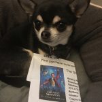 Chihuahua with Cinema ticket to see The Greatest Showman