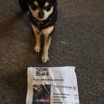 Chihuahua with cinema ticket for the Commuter
