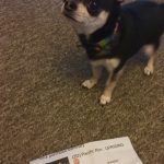 Chihuahua with Pacific Rim Uprising ticket