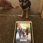 Chihuahua with Poster for Wonder