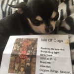 Chihuahua with Isle of Dogs Cinema Ticket