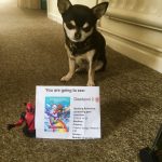 Chihuahua with Cinema ticket for Deadpool 2