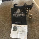 Chihuahua with poster for Jurassic World: Fallen Kingdom