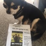 Chihuahua with Cinema ticket to see Sicario 2