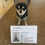 Chihuahua with our cinema ticket to see A Simple Favour