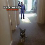 Chihuahua running from Michael Myers of Halloween for review of film