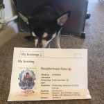 hihuahua with Cinema Ticket for Slaughterhouse Rulez