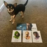 Chihuahua with DVDs
