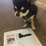 chihuahua with ticket to see Fighting With my Family