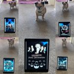 Teddy with posters for the Final Destination movies